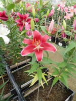 [4277 Cadenza Mak No01.JPG]